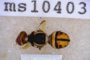  (Bactrocera occipitalis - UHIM.ms10403)  @11 [ ] BY-NC-ND (2023) University of Hawaii Insect Museum UHIM