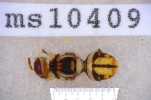  ( - UHIM.ms10409)  @11 [ ] BY-NC-ND (2023) University of Hawaii Insect Museum UHIM