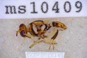 ( - UHIM.ms10409)  @11 [ ] BY-NC-ND (2023) University of Hawaii Insect Museum UHIM
