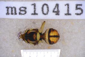  ( - UHIM.ms10415)  @11 [ ] BY-NC-ND (2023) University of Hawaii Insect Museum UHIM