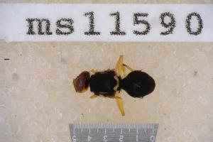  (Bactrocera psidii - UHIM.ms11590)  @11 [ ] by-nc-nd (2020) University of Hawaii Insect Museum University of Hawaii Insect Museum