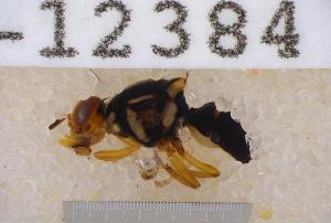  ( - UHIM.ms12384)  @11 [ ] by-nc-nd (2020) University of Hawaii Insect Museum University of Hawaii Insect Museum