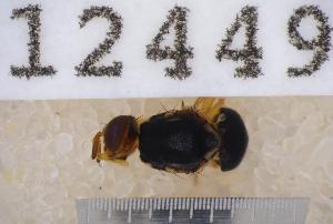  (Bactrocera psidii - UHIM.ms12449)  @11 [ ] by-nc-nd (2020) University of Hawaii Insect Museum University of Hawaii Insect Museum