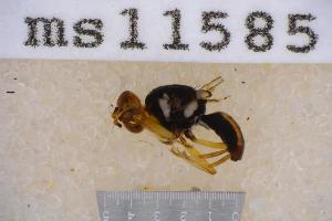  (Bactrocera trilineola - UHIM.ms11585)  @11 [ ] by-nc-nd (2020) University of Hawaii Insect Museum University of Hawaii Insect Museum