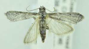  ( - USNM ENT 00808635)  @12 [ ] Unspecified (default): All Rights Reserved  Unspecified Unspecified