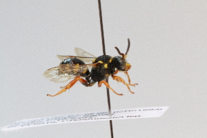  ( - CR-33325-80)  @13 [ ] CreativeCommons  Attribution Non-Commercial Share-Alike (2019) Claus Rasmussen Aarhus University, Denmark