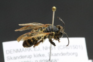  (Andrena synadelpha - CR-33326-54)  @13 [ ] CreativeCommons  Attribution Non-Commercial Share-Alike (2019) Claus Rasmussen Aarhus University, Denmark