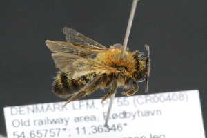  (Andrena nigriceps - CR-33326-61)  @11 [ ] CreativeCommons  Attribution Non-Commercial Share-Alike (2019) Claus Rasmussen Aarhus University, Denmark