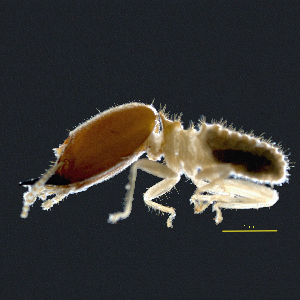  (Cornitermes pilosus - LS-2014-617)  @11 [ ] CreativeCommons  Attribution Non-Commercial Share-Alike (2017) Patricia Pinzon Universidad Distrital Francisco Jose de Caldas