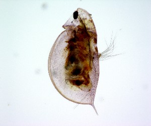  ( - CH857-B11)  @11 [ ] Creative commons (2022) Cristian Alberto Espinosa Rodr&iacute;guez UNAM FES Iztacala