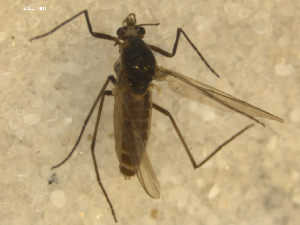  ( - 08WOLVES-00989)  @12 [ ] CreativeCommons - Attribution (2011) CBG Photography Group Centre for Biodiversity Genomics