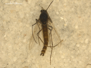  ( - 08WOLVES-01014)  @13 [ ] CreativeCommons - Attribution (2011) CBG Photography Group Centre for Biodiversity Genomics