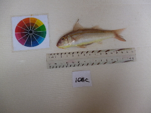  ( - Mulloidichthys vanicolensis-106C)  @13 [ ] Copyright (2013) Rajiv USM