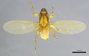  (Anastrebla - DI-020)  @11 [ ] CreativeCommons - Attribution (2025) Unspecified Universidade Federal de Minas Gerais