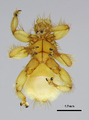  (Exastinion - DI-38)  @11 [ ] CreativeCommons - Attribution Share-Alike (2025) Unspecified Universidade Federal de Minas Gerais