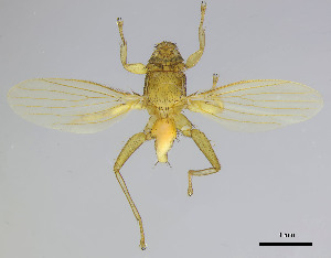  (Paraeuctenodes - DI-019)  @11 [ ] CreativeCommons - Attribution Non-Commercial Share-Alike  Unspecified Universidade Federal de Minas Gerais