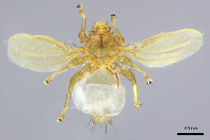  (Trichobioides - DI-23)  @11 [ ] CreativeCommons - Attribution Non-Commercial Share-Alike  Unspecified Universidade Federal de Minas Gerais