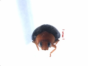 (Scymnus ambonoidea - SPM16)  @11 [ ] CreativeCommons - Attribution Share-Alike (2019) Unspecified South China Agricultural University, Department of Entomology