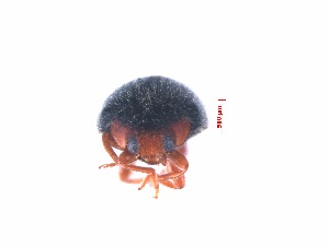  ( - SPM20)  @12 [ ] CreativeCommons - Attribution Share-Alike (2019) Unspecified South China Agricultural University, Department of Entomology