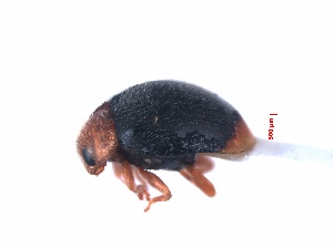  (Scymnus japonicus - SPM23)  @11 [ ] CreativeCommons - Attribution Share-Alike (2019) Unspecified South China Agricultural University, Department of Entomology