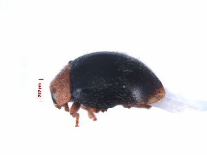  (Scymnus scrobiculatus - SPM29)  @11 [ ] CreativeCommons - Attribution Share-Alike (2019) Unspecified South China Agricultural University, Department of Entomology