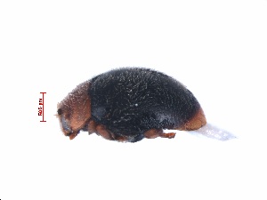  (Scymnus tegminalis - SPM30)  @11 [ ] CreativeCommons - Attribution Share-Alike (2019) Unspecified South China Agricultural University, Department of Entomology