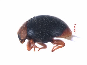  (Scymnus shirozui - SPM31)  @11 [ ] CreativeCommons - Attribution Share-Alike (2019) Unspecified South China Agricultural University, Department of Entomology
