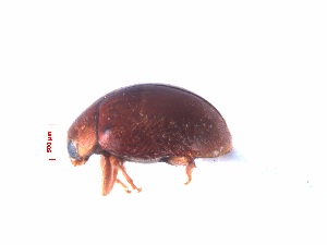  (Scymnus fanjingicus - SPM42)  @11 [ ] CreativeCommons - Attribution Share-Alike (2019) Unspecified South China Agricultural University, Department of Entomology