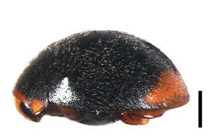  (Cryptogonus angusticarinatus - HCW10)  @11 [ ] CreativeCommons - Attribution Share-Alike (2019) Unspecified South China Agricultural University, Department of Entomology