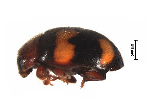  (Horniolus hisamatsui - HW2)  @11 [ ] CreativeCommons - Attribution Share-Alike (2019) Unspecified South China Agricultural University, Department of Entomology