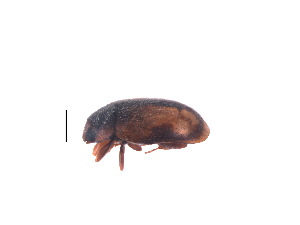  (Nephus patagiatus - NGF1)  @11 [ ] CreativeCommons - Attribution Share-Alike (2019) Unspecified South China Agricultural University, Department of Entomology