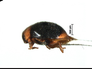  (Sasajiscymnus bivalvis - SV4)  @11 [ ] CreativeCommons - Attribution Share-Alike (2019) Unspecified South China Agricultural University, Department of Entomology