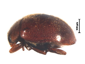  (Scymnus klinosiphonicus - SPM7)  @11 [ ] CreativeCommons - Attribution Share-Alike (2019) Unspecified South China Agricultural University, Department of Entomology