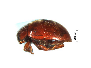  (Scymnus pinguis - SSK13)  @11 [ ] CreativeCommons - Attribution Share-Alike (2019) Unspecified South China Agricultural University, Department of Entomology