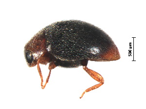  (Scymnus scalpratus - SPM11)  @11 [ ] CreativeCommons - Attribution Share-Alike (2019) Unspecified South China Agricultural University, Department of Entomology