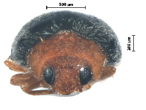 (Scymnus trisulicus - SSK9-1)  @11 [ ] CreativeCommons - Attribution Share-Alike (2019) Unspecified South China Agricultural University, Department of Entomology