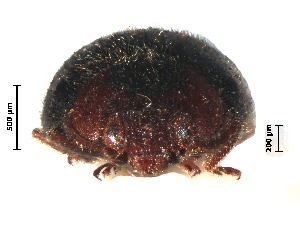  (Scymnus bifurcatus - SSK17-1)  @11 [ ] CreativeCommons - Attribution Share-Alike (2019) Unspecified South China Agricultural University, Department of Entomology
