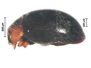  (Scymnus crinitus - SSK2)  @11 [ ] CreativeCommons - Attribution Share-Alike (2019) Unspecified South China Agricultural University, Department of Entomology