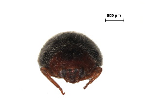  (Scymnus elagatisophyllus - SSK10)  @11 [ ] CreativeCommons - Attribution Share-Alike (2019) Unspecified South China Agricultural University, Department of Entomology