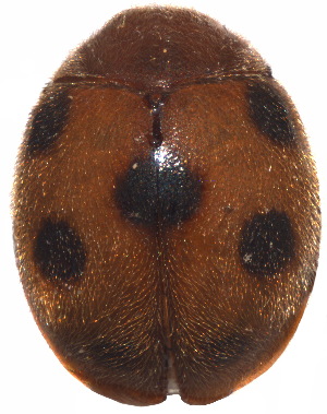  (Scymnus heptaspilicus - SPM45)  @11 [ ] CreativeCommons - Attribution Share-Alike (2019) Unspecified South China Agricultural University, Department of Entomology