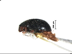  (Scymnus paracrinitus - SSK15)  @11 [ ] CreativeCommons - Attribution Share-Alike (2019) Unspecified South China Agricultural University, Department of Entomology