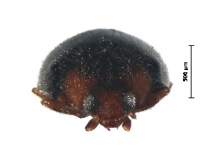  (Scymnus thecacontus - SNS7)  @11 [ ] CreativeCommons - Attribution Share-Alike (2019) Unspecified South China Agricultural University, Department of Entomology