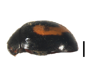  (Cryptogonus lijiangiensis - HCW11)  @11 [ ] CreativeCommons - Attribution Share-Alike (2019) Unspecified South China Agricultural University, Department of Entomology