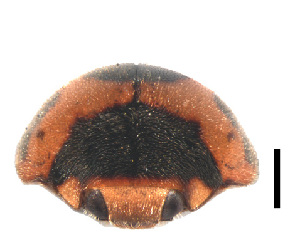  (Cryptogonus nepalensis - HCW12)  @11 [ ] CreativeCommons - Attribution Share-Alike (2019) Unspecified South China Agricultural University, Department of Entomology