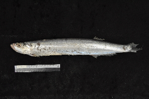  ( - EEZ021)  @11 [ ] CreativeCommons - Attribution Non-Commercial Share-Alike (2023) Unspecified Universiti Malaysia Terengganu