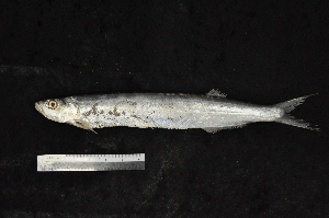  ( - EEZ022)  @11 [ ] CreativeCommons - Attribution Non-Commercial Share-Alike (2023) Unspecified Universiti Malaysia Terengganu