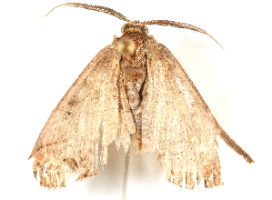  (Perissopteryx BOLD:ACU5847 - BIOUG20644-B04)  @13 [ ] CreativeCommons - Attribution (2015) CBG Photography Group Centre for Biodiversity Genomics