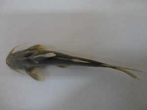  (Glyptothorax trilineatus - KRF9)  @13 [ ] CreativeCommons - Attribution Non-Commercial Share-Alike (2013) Diptee Chaulagain Tribhuwan University
