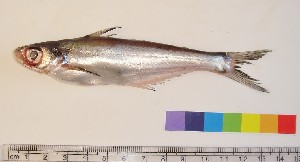  (Eutropiichthys murius - NF110)  @11 [ ] Unspecified (default): All Rights Reserved  Unspecified Unspecified