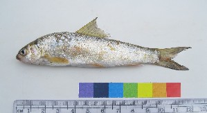  ( - NF636)  @13 [ ] Unspecified (default): All Rights Reserved  Unspecified Unspecified